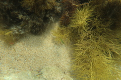 Notolabrus tetricus