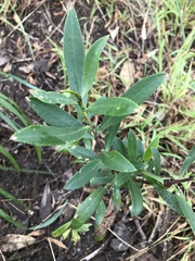 Myoporum acuminatum
