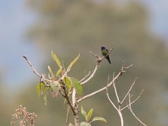 Ramphomicron microrhynchum