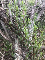 Myoporum acuminatum