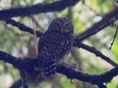 Glaucidium jardinii