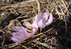 Colchicum triphyllum