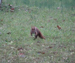 Sciurus vulgaris