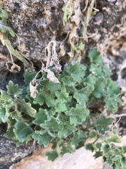 Mabrya acerifolia