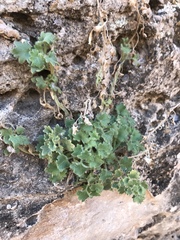 Mabrya acerifolia