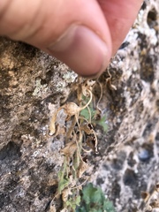 Mabrya acerifolia