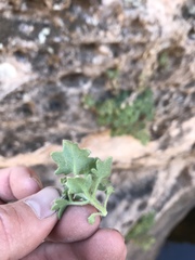 Mabrya acerifolia