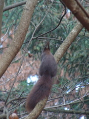 Sciurus vulgaris