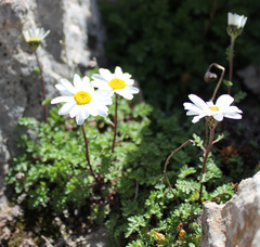Anthemis cretica iberica