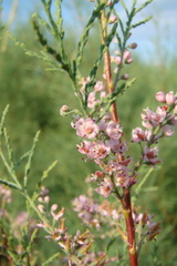 Tamarix gracilis