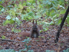 Sciurus vulgaris