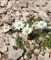 Anthemis cretica iberica