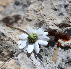 Anthemis cretica iberica