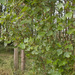 Hybrid Black-Poplar - Photo (c) anonymous, some rights reserved (CC BY-SA)