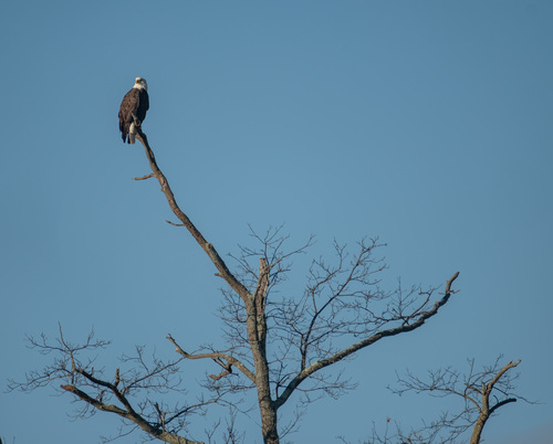 Bald Eagle photographed in New Jersey