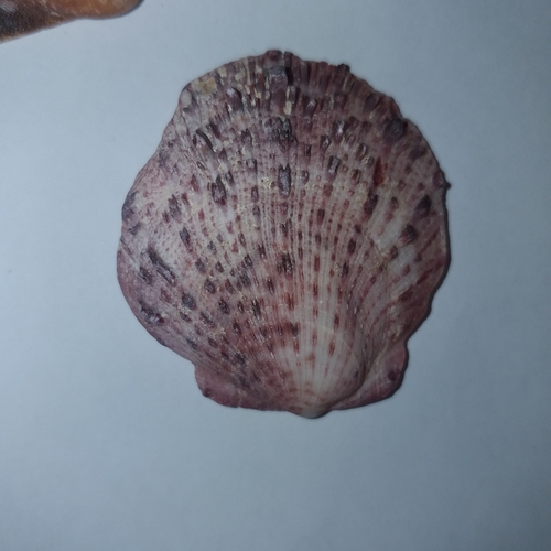 European Thorny Oyster