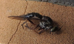 Asilidae