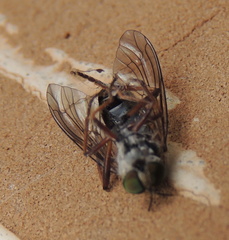 Asilidae