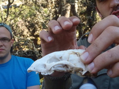 Meles canescens arcalus