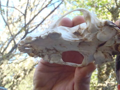 Meles canescens arcalus