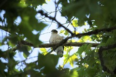 Accipiter cooperii
