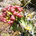 Euphorbia coerulescens - Photo (c) 2010 Zoya Akulova, μερικά δικαιώματα διατηρούνται (CC BY-NC)