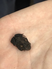 Proceratophrys bigibbosa