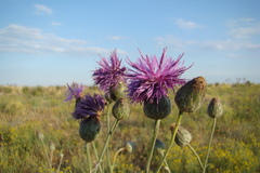 Centaurea scabiosa adpressa