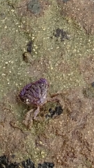 Paraxanthias taylori