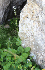 Arabis christiani