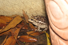 Rhinella diptycha