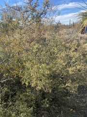 Condalia warnockii
