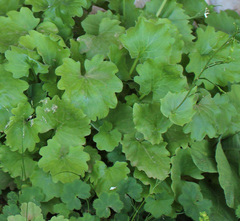 Arabis christiani