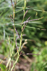 Arabis christiani
