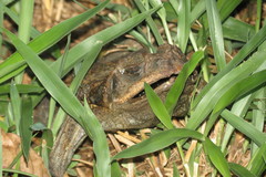 Rhinella diptycha