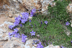 Campanula petrophila
