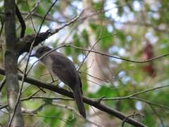 Lipaugus vociferans