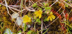 Euphrasia cockayneana
