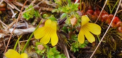 Euphrasia cockayneana