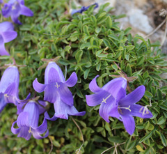 Campanula petrophila