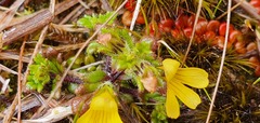 Euphrasia cockayneana