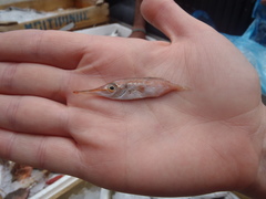 Macroramphosus gracilis