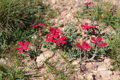 Dianthus vladimirii