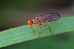 Scathophaga suilla