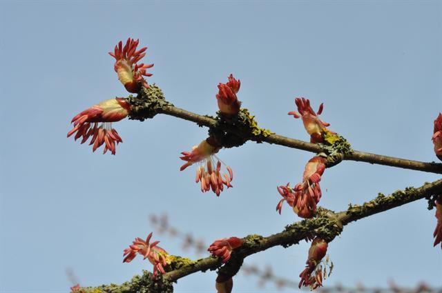 Cercidiphyllaceae