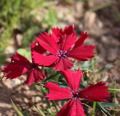 Dianthus vladimirii