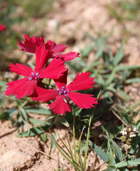 Dianthus vladimirii