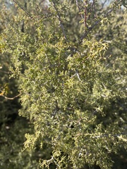 Condalia warnockii