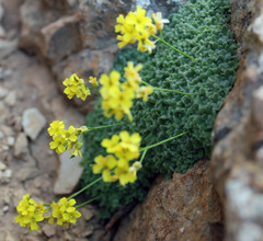Draba mollissima