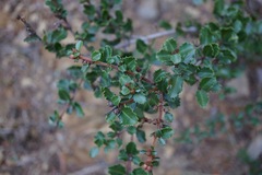 Ceanothus gloriosus exaltatus